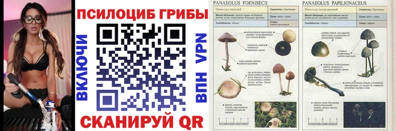 Псилоцибиновые грибы Psilocybine cubensis  блэк спрут как зайти  Инсар  как найти наркотики 